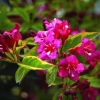 Weigela bristol ruby ​​(bristol rubin, bristol ruby): fotografija i opis grma, uzgoj i njega
